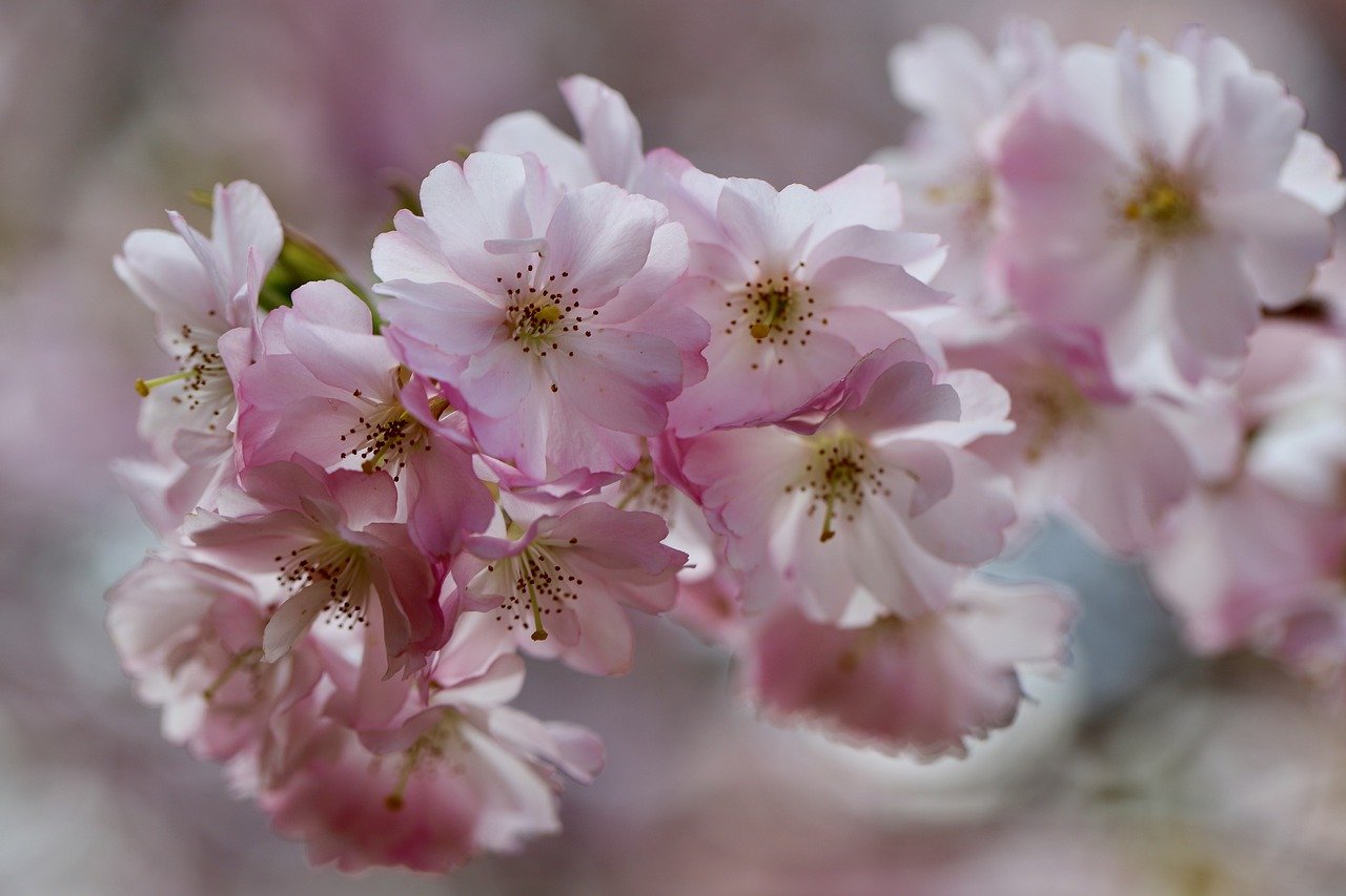Exploring the Connection Between Art and Nature in Japanese Culture